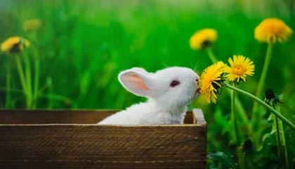 九五至尊VI-JDG发布对阵AL、WBG赛事语音：巴西我们来啦！！